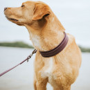 Hunter Halsband Havanna Brombeer