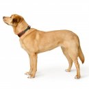 Hunter Halsband Havanna Gr&uuml;n/Orange