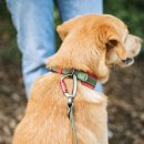 Hunter Halsband Havanna Gr&uuml;n/Orange