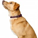 Hunter Halsung Havanna Brombeer