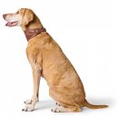 Hunter Ergonomisches Halsband Arvika Cognac/Schwarz