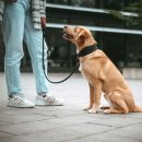 Hunter Ergonomisches Halsband Arvika LE