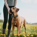 Hunter Halsband BioThane&reg; x Leder Rauchblau/Schwarz