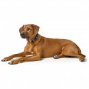 Hunter Halsband BioThane&reg; x Leder Rauchblau/Schwarz