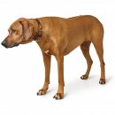 Hunter Halsband BioThane&reg; x Leder Schokobraun/Cognac