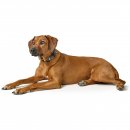 Hunter Halsband BioThane&reg; x Leder Schwarz/Grau