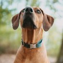 Hunter Halsung Wolmar BioThane&reg; x Leder Alu-Strong Rauchblau/Schwarz