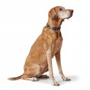 Hunter Halsung Wolmar BioThane&reg; x Leder Alu-Strong Schokobraun/Cognac