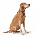 Hunter Halsung Wolmar BioThane&reg; x Leder Alu-Strong Khaki/Orange