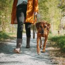 Hunter Hunde Verstellbare F&uuml;hrleine Wolmar BioThane&reg; x Leder Khaki/Orange