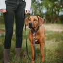 Hunter Hunde Verstellbare F&uuml;hrleine Wolmar BioThane&reg; x Leder Schwarz/Grau