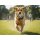 FuzzYARD Hundespielzeug Football Championship Cup Ball