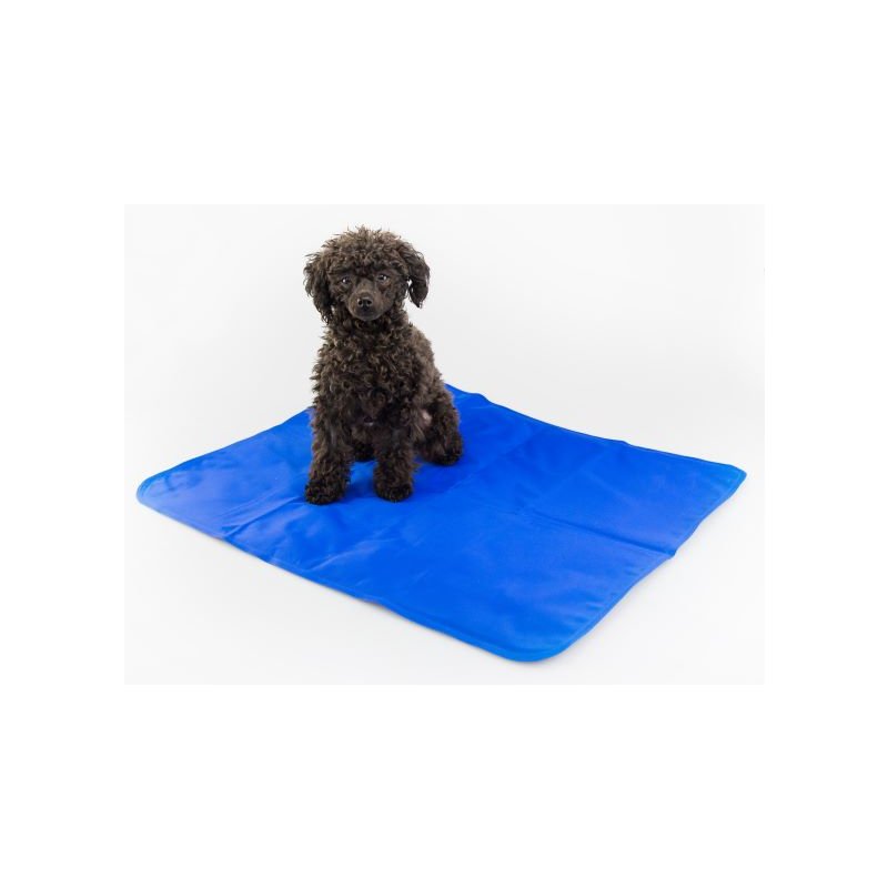Procyon Hunde Khlmatte