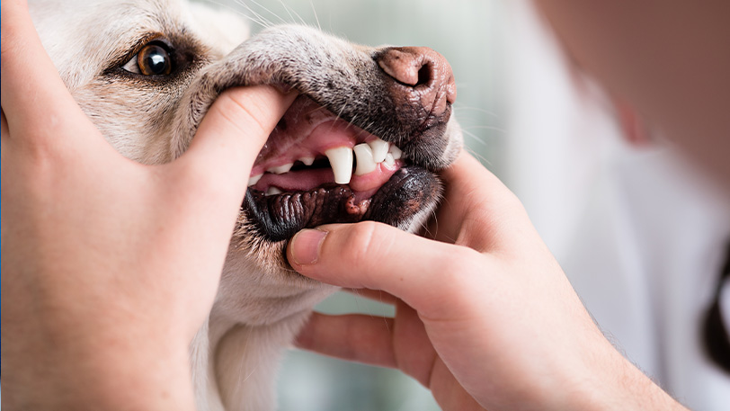 Ein Bild, das drinnen, Hund, tragen, Säugetier enthält.Automatisch generierte Beschreibung