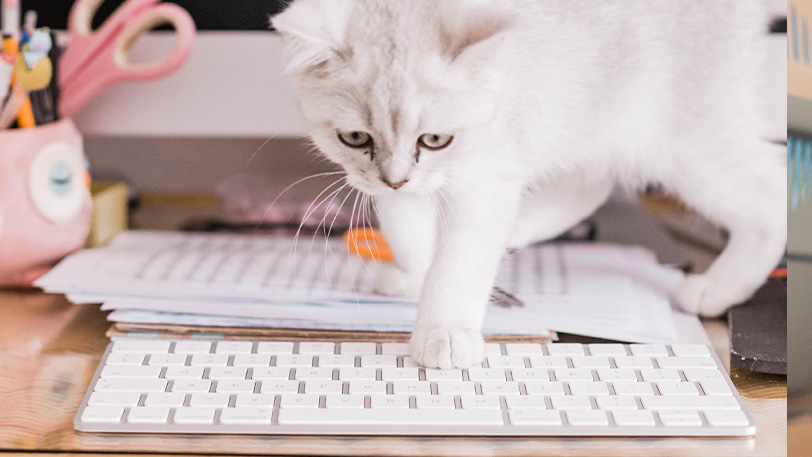 Ein Bild, das Katze, sitzend, drinnen, weiß enthält.Automatisch generierte Beschreibung