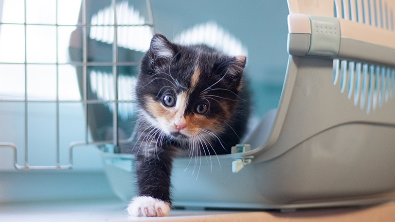 Ein Bild, das Katze, sitzend, drinnen, weiß enthält.Automatisch generierte Beschreibung