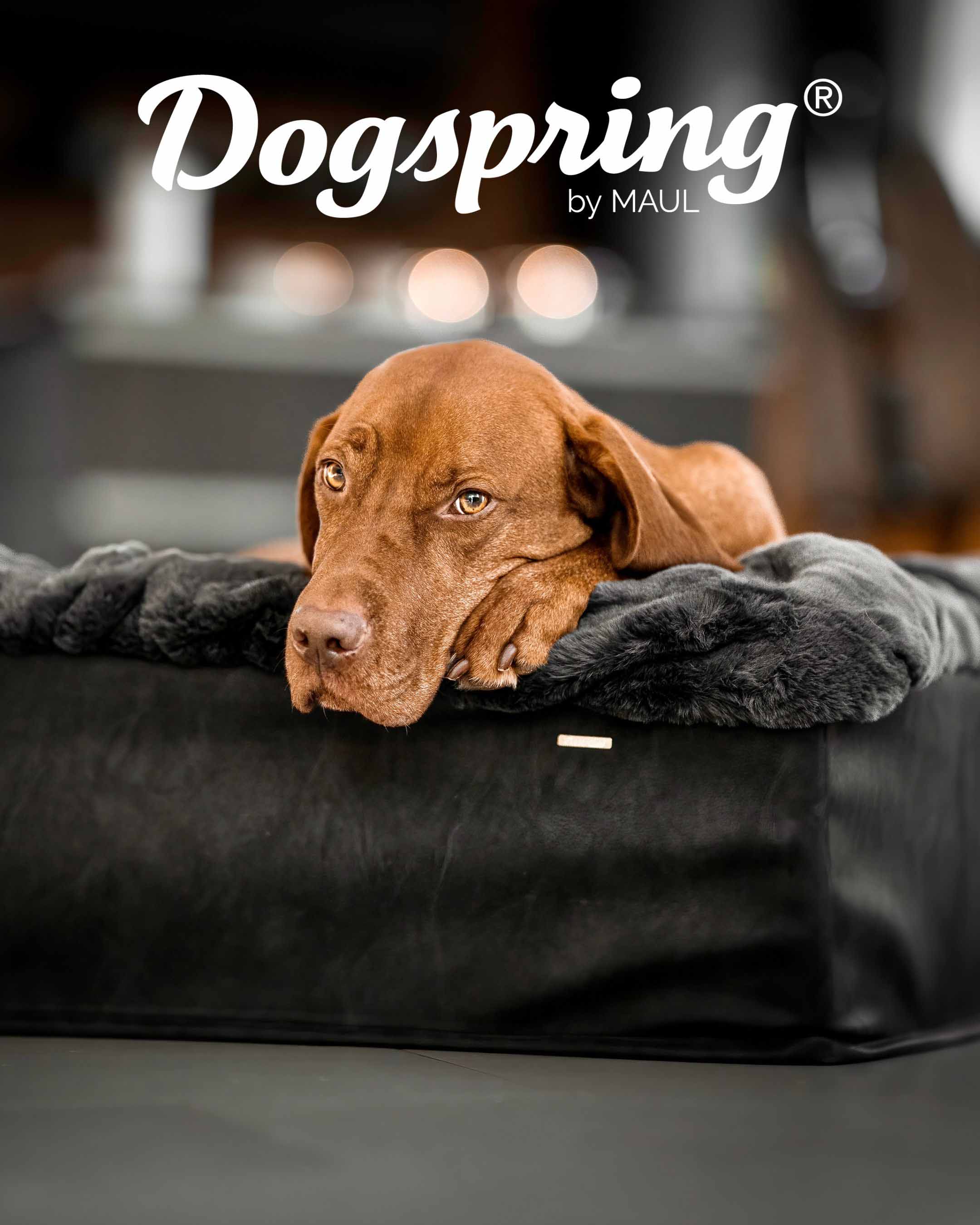 Dogspring Hundebetten von Maul