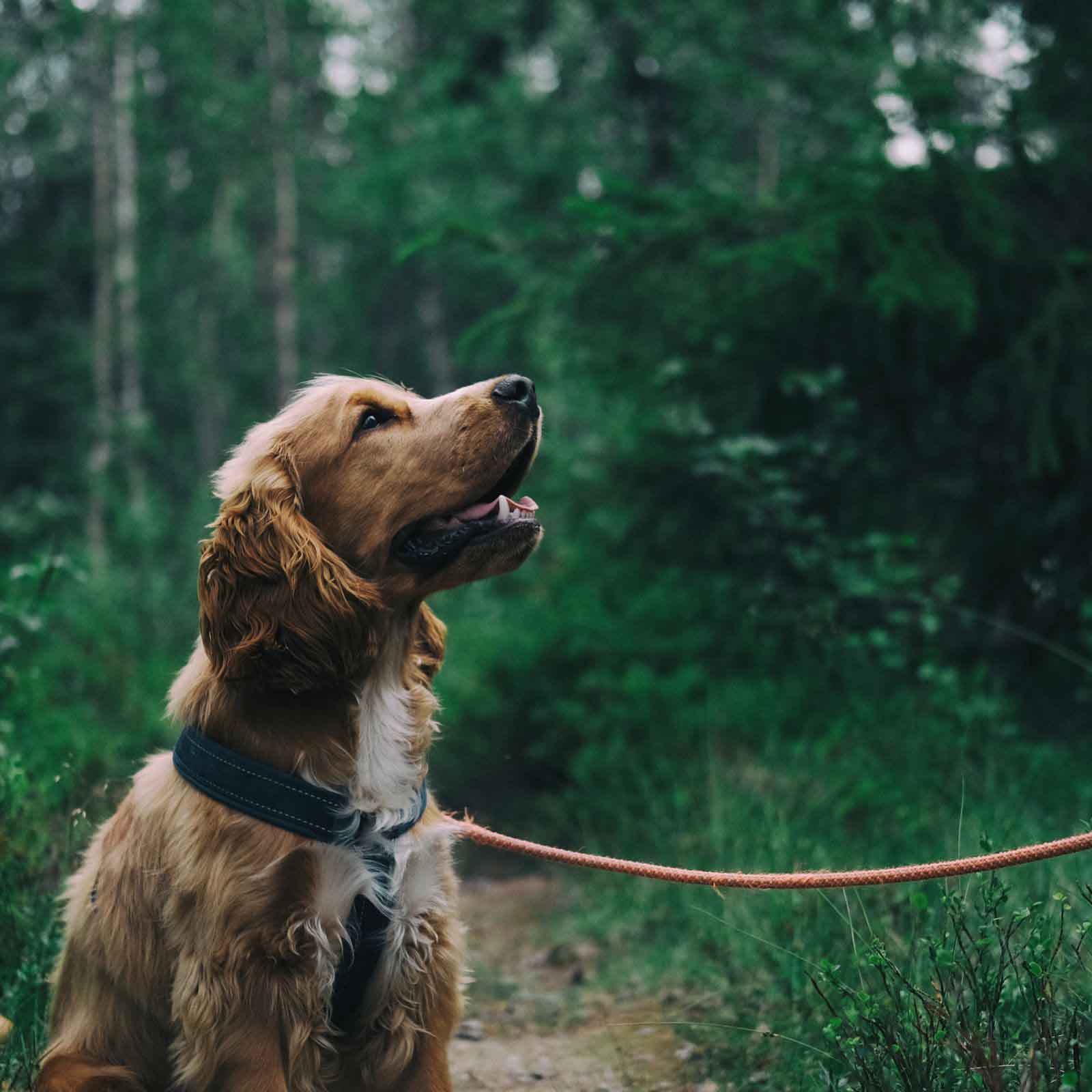 Hund während der Brut- und Setzzeit