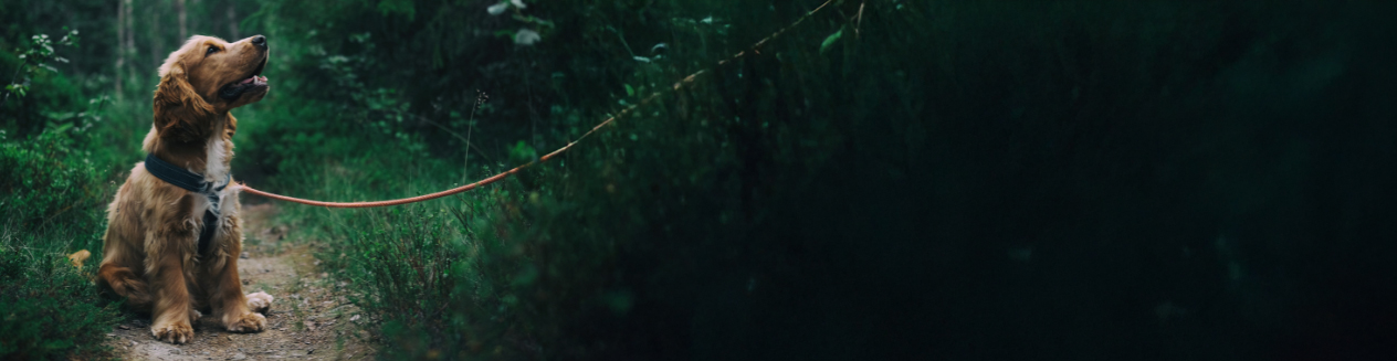 Hund an der Schleppleine während der Brut- und Setzzeit