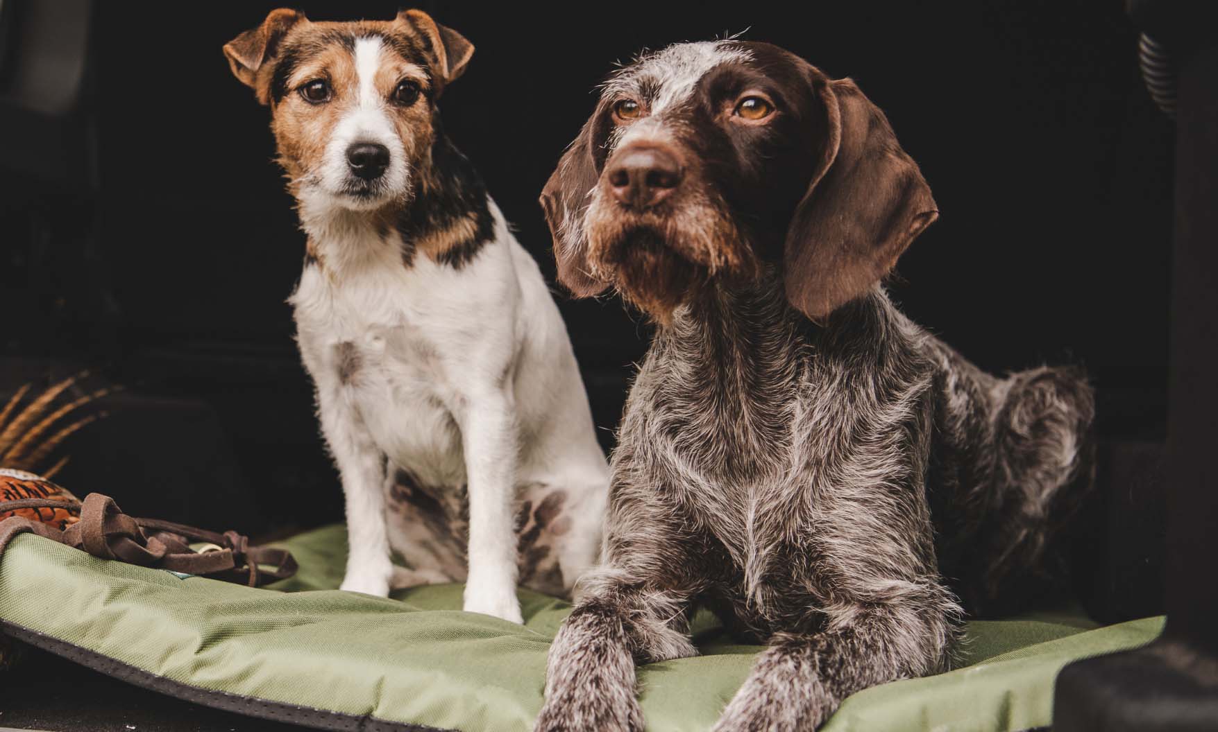 Robuste Outdoor-Hundebetten