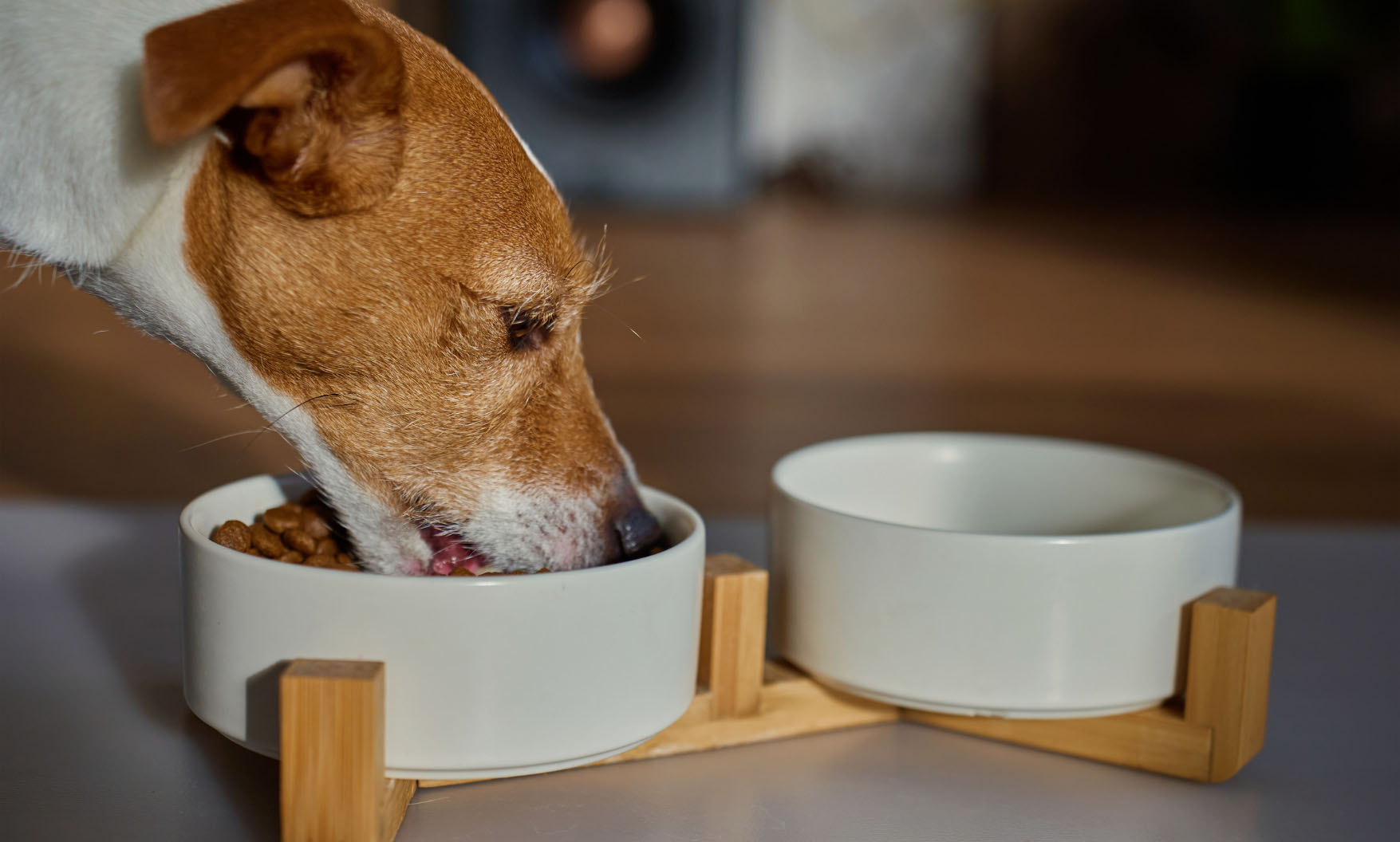 Energiereiches Futter für aktive Jagdhunde