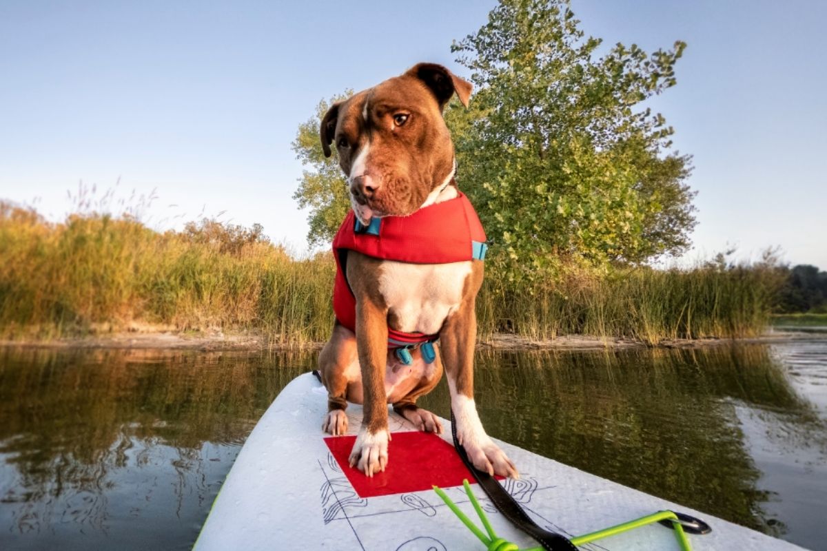 Sommer mit Hund am Wasser