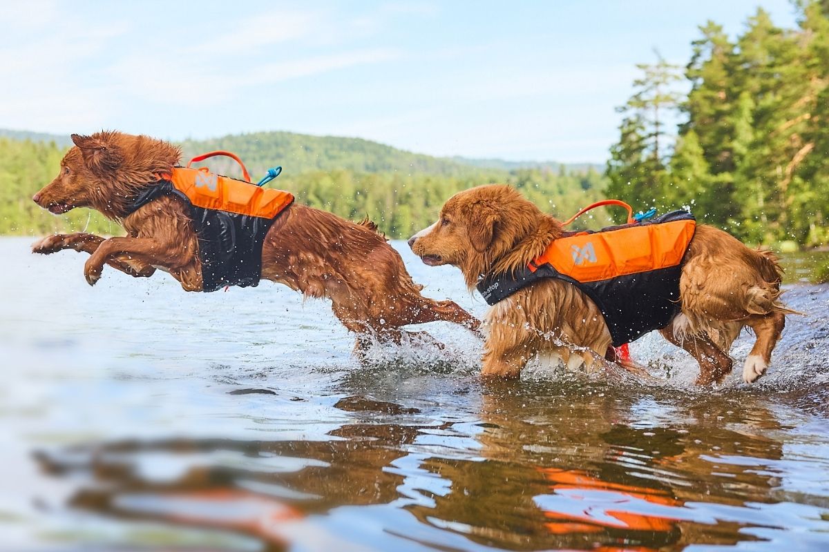 Schwimmweste für Hunde für Sicherheit im Wasser