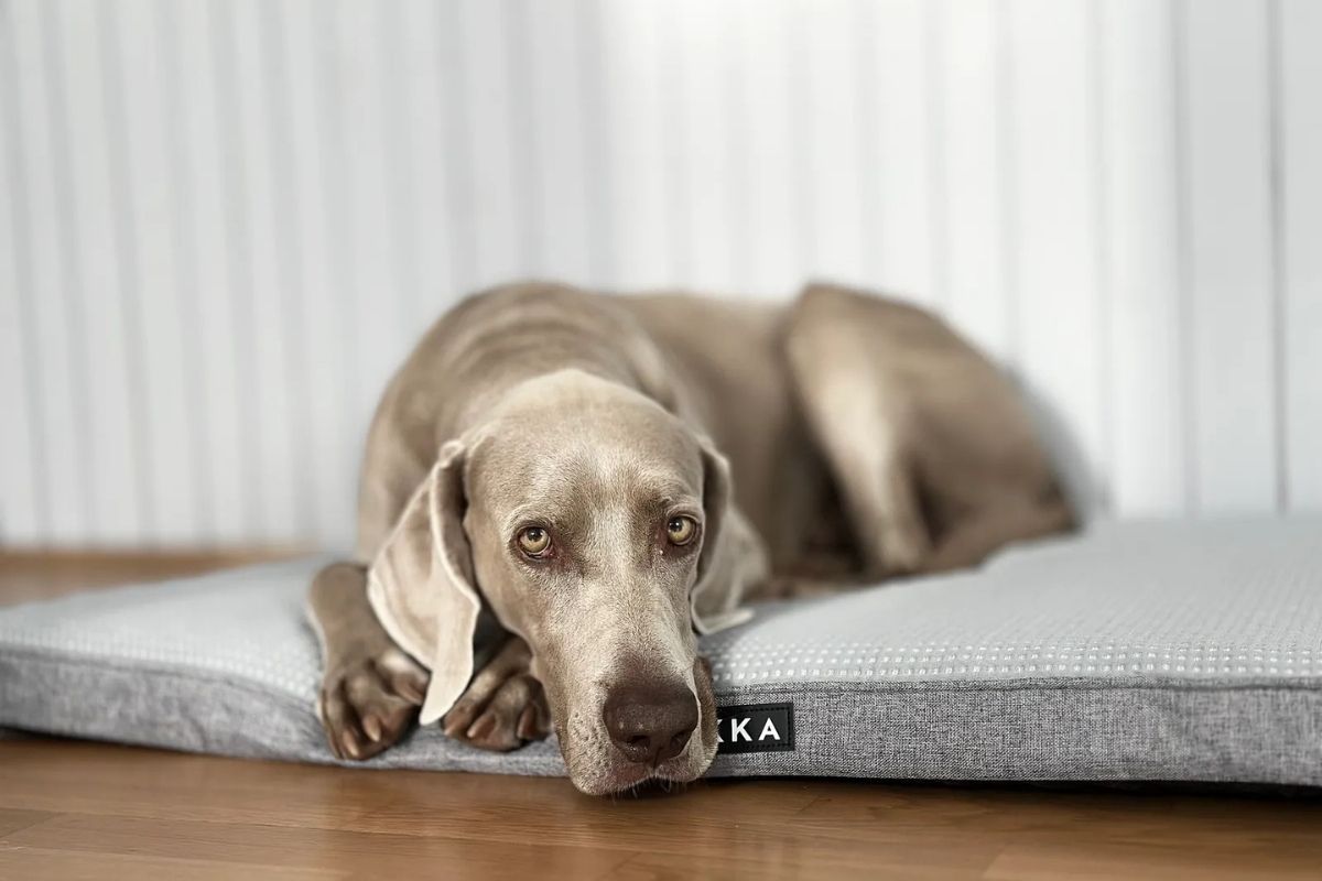 Kühlmatte für Hunde zur Abkühlung im Sommer