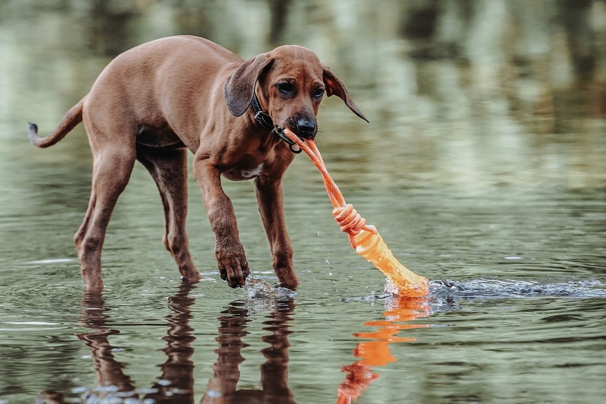 Wasserspielzeug für Hunde im Sommer