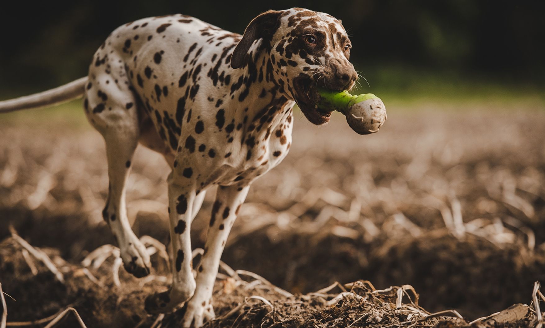 Aktiver Jagdhund benötigt energiereiches Futter zur Regeneration im Revier