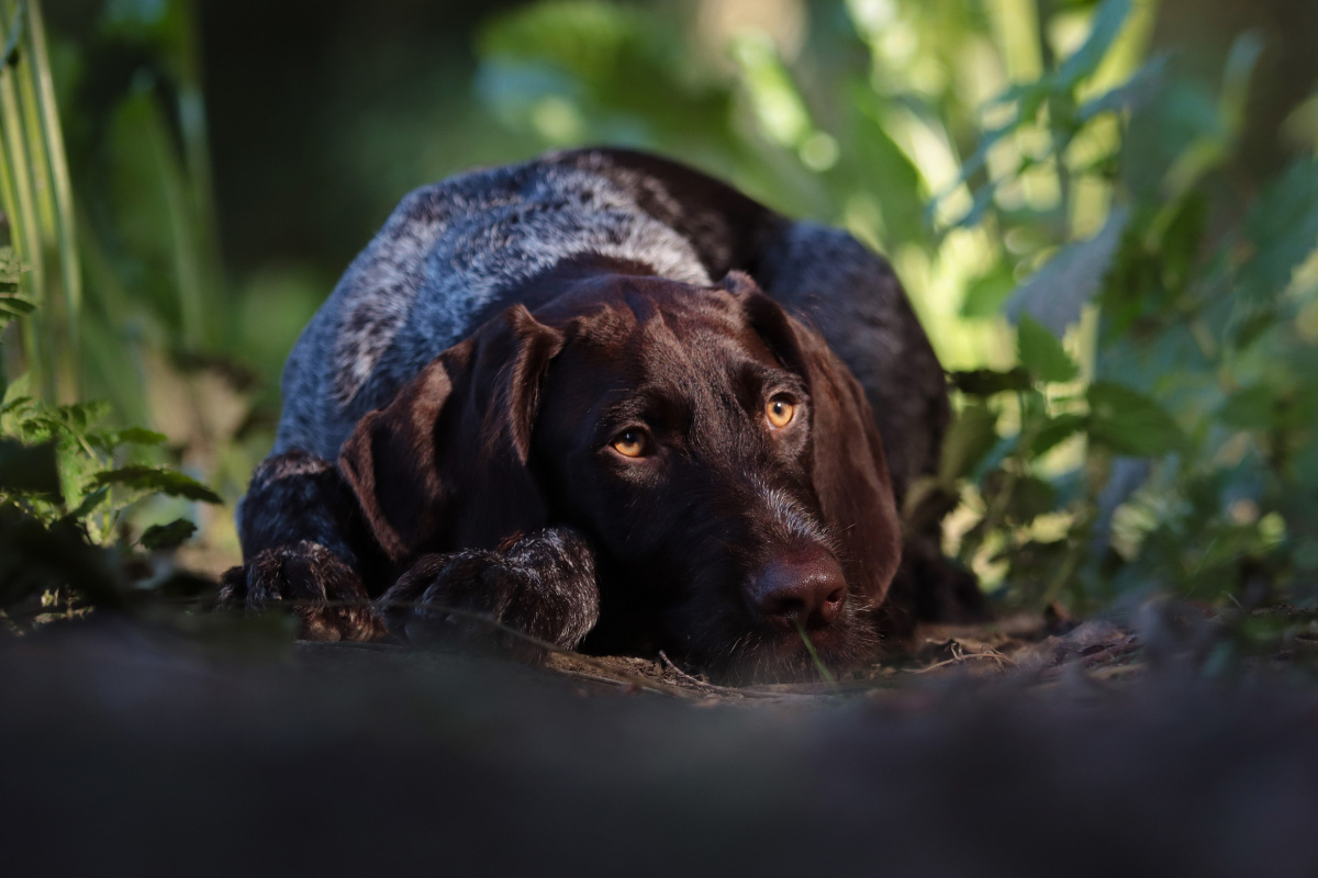 Jagdhund im Revier – Zuverlässige Ausstattung für Training und Jagd