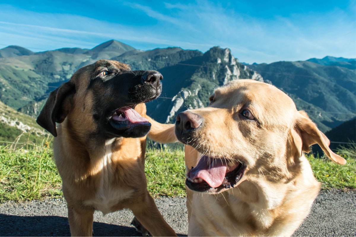 Reisen mit Hund – Urlaub und Ausflüge mit dem Vierbeiner