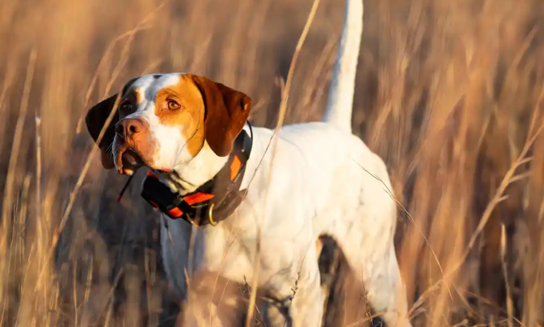 GPS-Hundeortung und Tracker