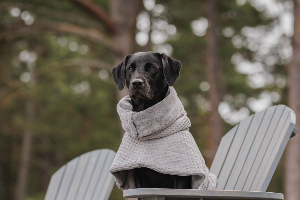 Hund wird nach dem Spaziergang abgetrocknet