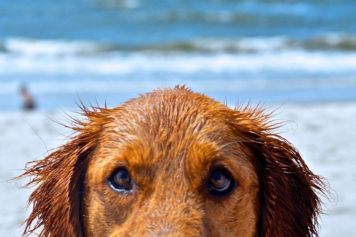 Hund spielt im Wasser zur Abkühlung im Sommer