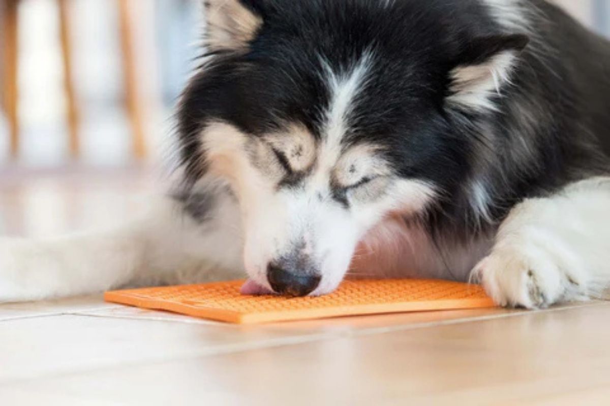 Schleckmatte für Hunde mit gefrorenem Futter im Sommer