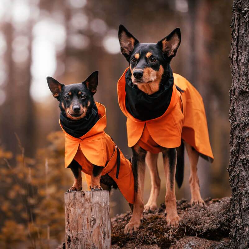 Allesfrdeinenhund.jpg