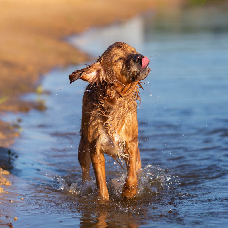 Hund_Sommer_2026.jpg