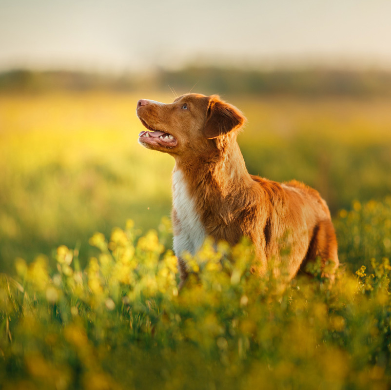Hund_Sommer_Start.jpg