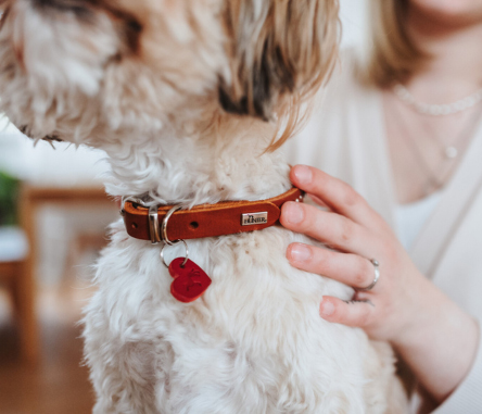 Halsbaender_allesfuerdeinenhund.jpg