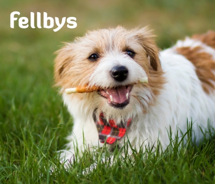 allesfuerdeinenHund_fellbys.jpg