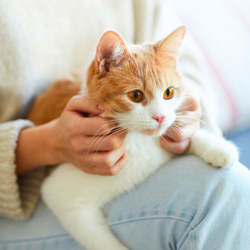 Katzen.jpg