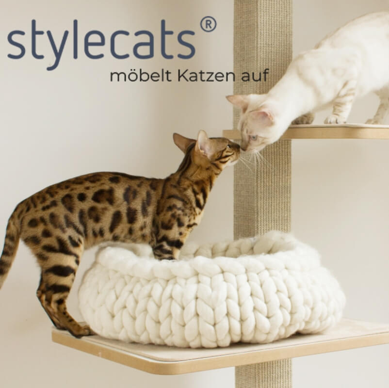 stylecats1.jpg