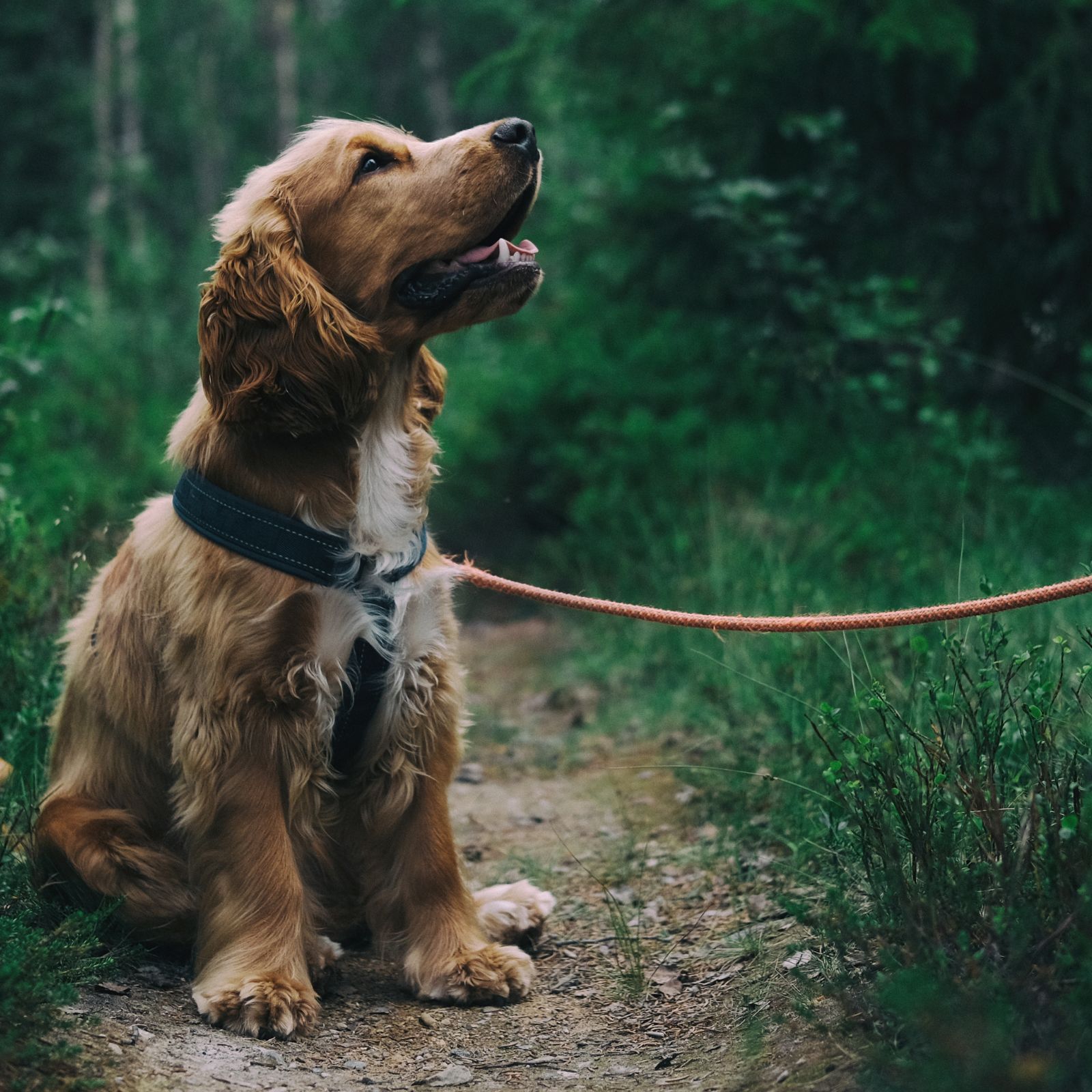 Hund an der Leine während der Brut- und Setzzeit