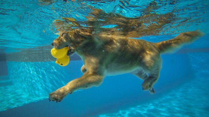 Hundeschwimmen.jpg