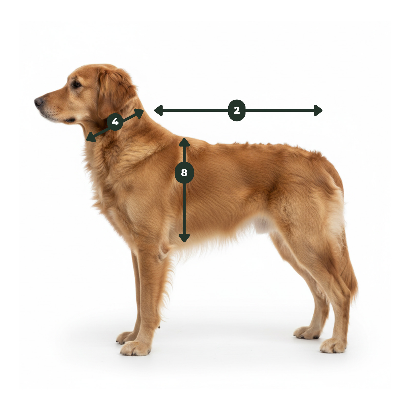 Messpunkte für Hundegeschirre