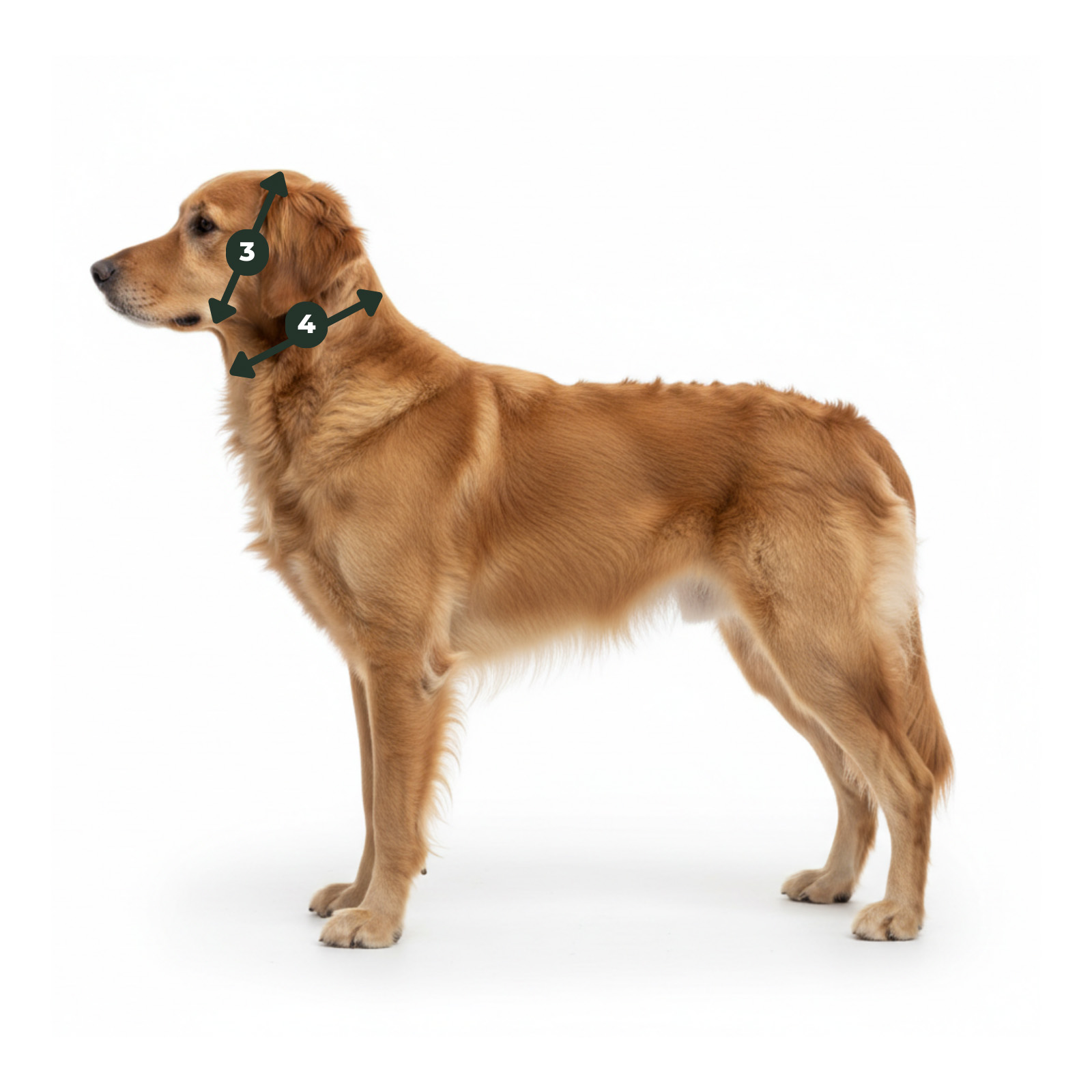 Messpunkte für Halsbänder: Hals- und Kopfumfang