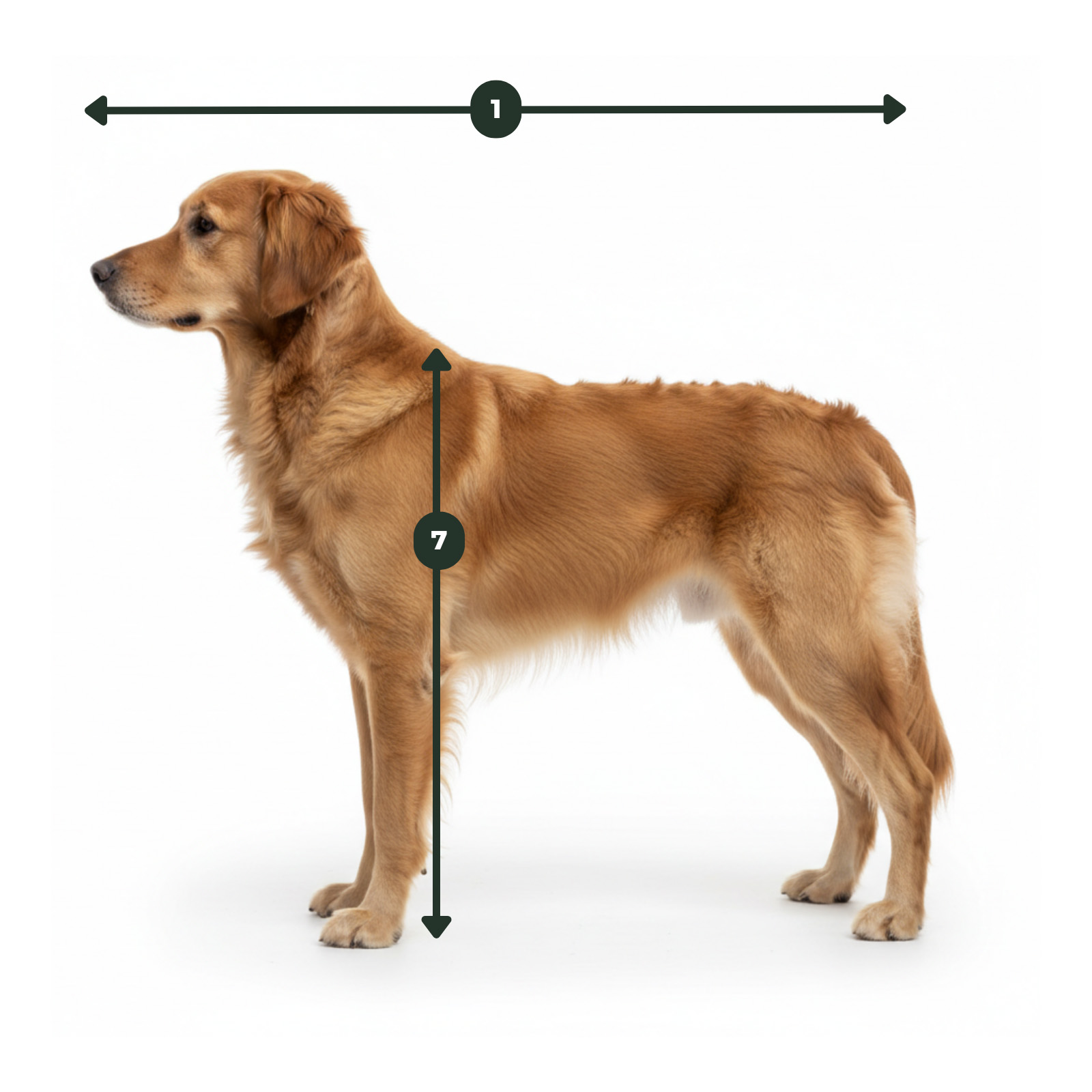 Hundebett Größe bestimmen