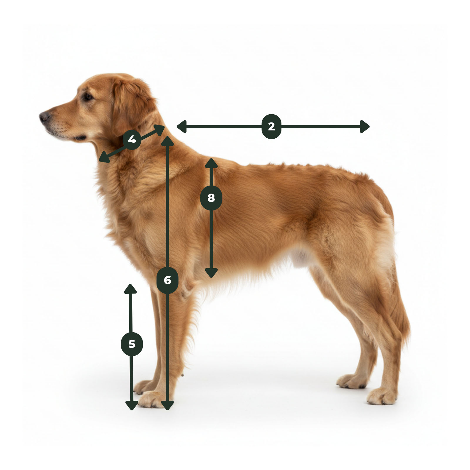 Messpunkte für Mäntel & Overalls