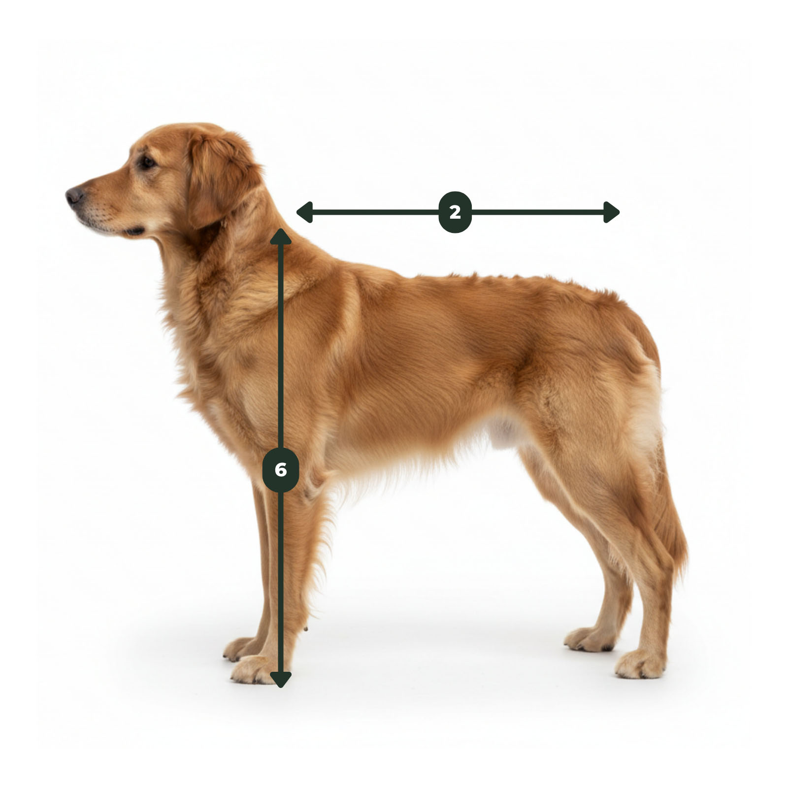 Rückenlänge messen – vom Widerrist bis zur Schwanzwurzel